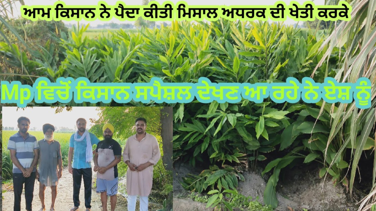 ਸੰਗਰੂਰ ਜਿਲੇ ਦੇ ਕਿਸਾਨਾਂ ਨੇ ਕੀਤੀ ਅਧਰਕ ਦੀ ਖੇਤੀ। Mp ਦੇ ਕਿਸਾਨ ਵੀ ਹੋਗਏ ਹੈਰਾਨ ਵੀ ਇਹੋ ਜਾ ਤਾਂ Mp ਚ ਨੀ ਹੁੰਦਾ