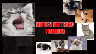 KITTEN TEETHING TIMELINE