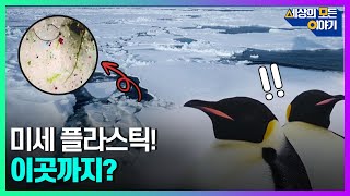 미세 플라스틱! 이곳까지ㅣ세모이 [46회] / YTN2
