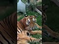 Awalnya dicurigai, tapi kini di percayai #shortvideo #shorts #hiburan