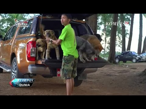 Video: Bisakah Saya Memberi Anjing Saya Allegra untuk Alergi?