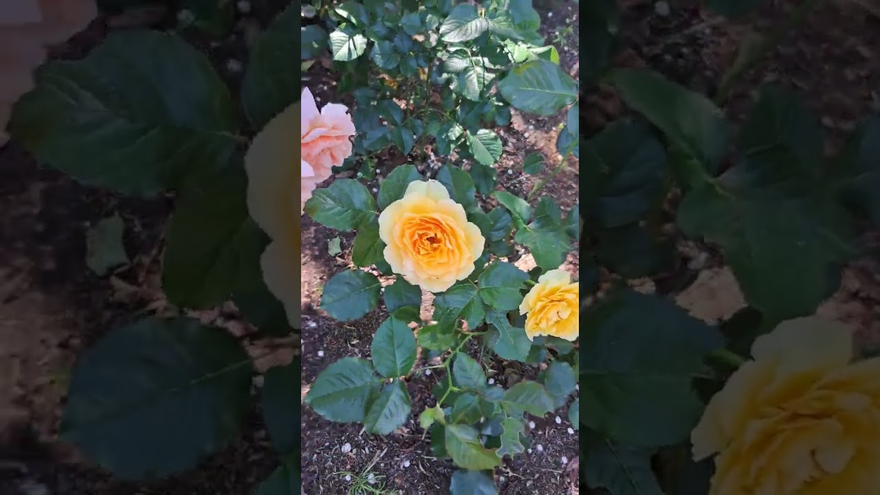 薔薇🌹さんぽ 酔ったらごめんなさい #神戸町 #薔薇 #バラ #rose - YouTube
