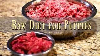 Cane Corso puppies first raw food diet