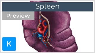 Anatomy of the Spleen (preview) - Human Anatomy | Kenhub