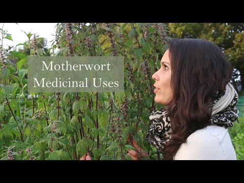 Wideo: Motherwort O Pięciu Ostrzach