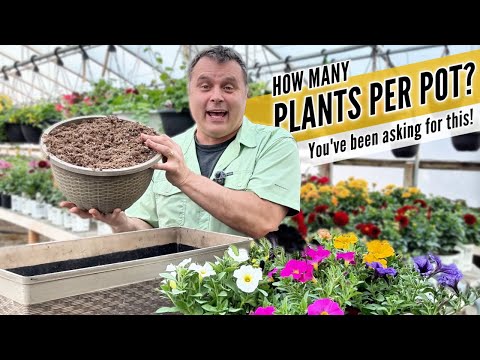 The Right Number of Plants for Every Pot (with a Handy Reference Chart) hqdefault