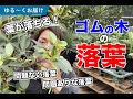 ゴムの木の落葉について、問題ありな場合と問題無しな場合を説明します【観葉植物】