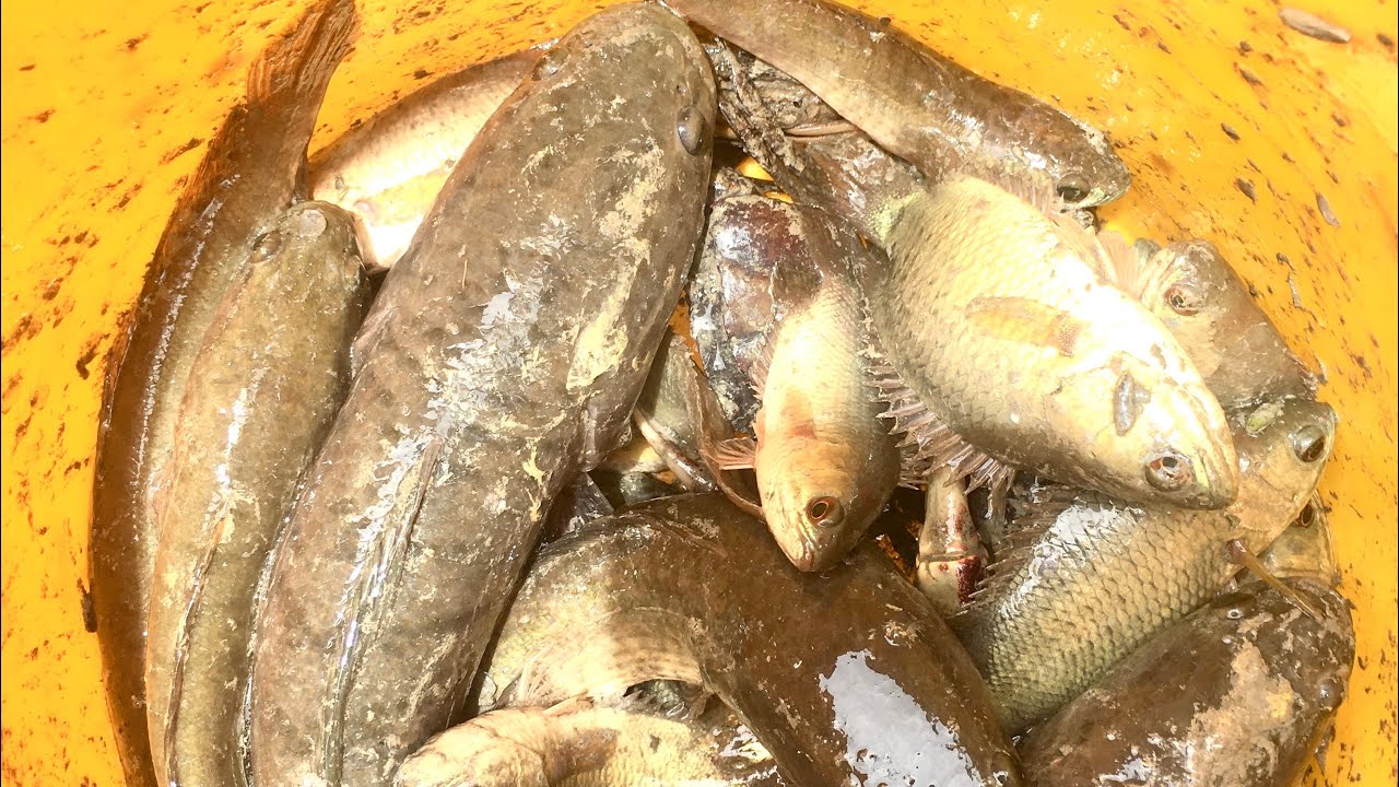 Chích cá đồng. fish injection - YouTube