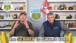 EVERYTHING YOU NEED TO KNOW ABOUT GROWING SWEET CORN!