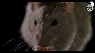 Крысы В Фильме 