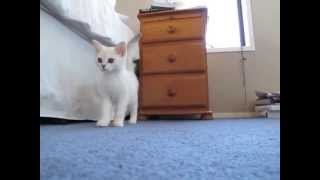 Hercules Surveying, Smelling, Stalking, Leaping Etc.