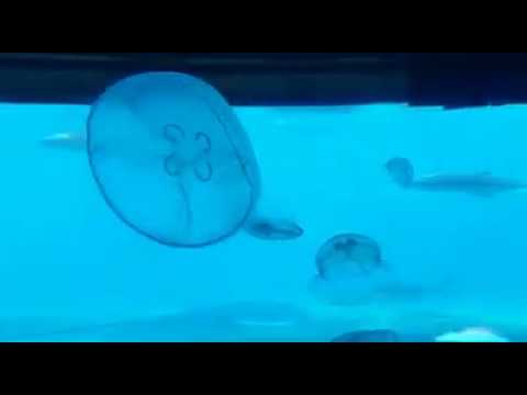 JellyFish at uShaka Sea World
