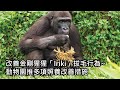 改善金剛猩猩「Iriki」拔毛行為~動物園推多項照養改善措施