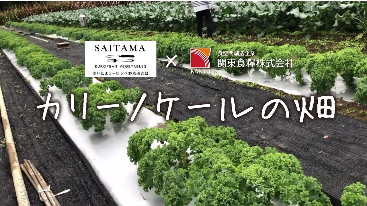さいたまヨーロッパ野菜研究会 カリーノケールの畑ってこんなかんじ Youtube