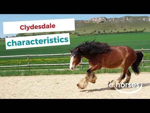 วีดีโอ: Clydesdale Horse Breed Hypoallergenic สุขภาพและอายุขัย