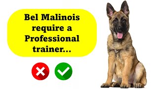 10 Belgian Malinois Myths Debunked