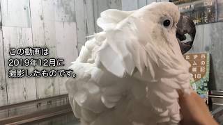 オウムのお片付けトレーニング（冒頭に書籍宣伝あり