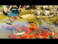 amazing! Find and Catch Red fish and So Beautiful fish a lot, Japan KOI Fish for Raising