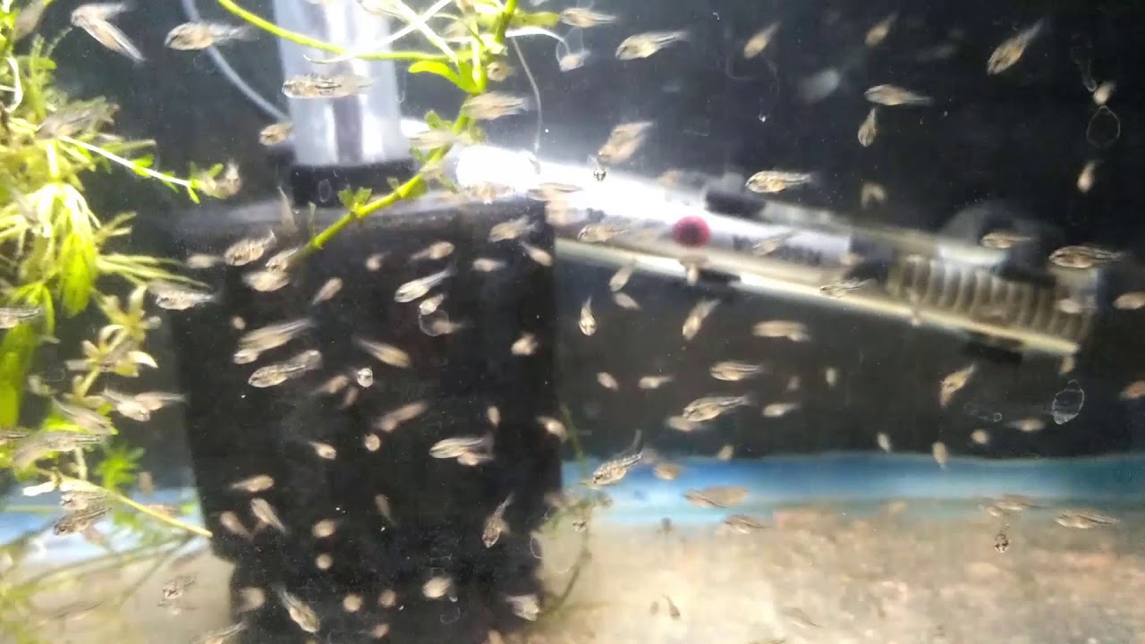 Convict fish, eggs to adult in 3 months YouTube