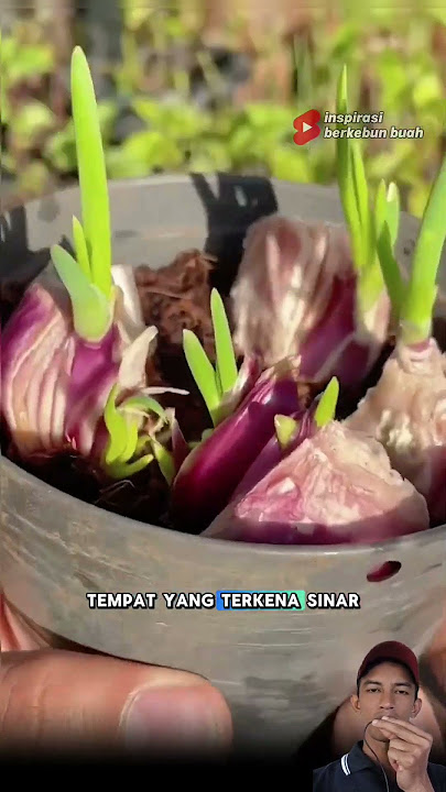 Cara praktis menanam bawang merah