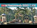 LIVE Bird Feeder Cam | Watch Wild Birds! | December 11th, 2025