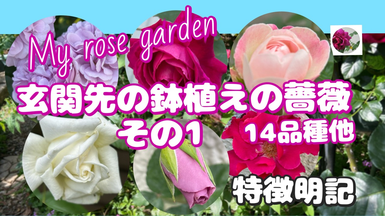🌹My rose garden 玄関先の鉢植えの薔薇 14品種他 品種名特徴明記でお