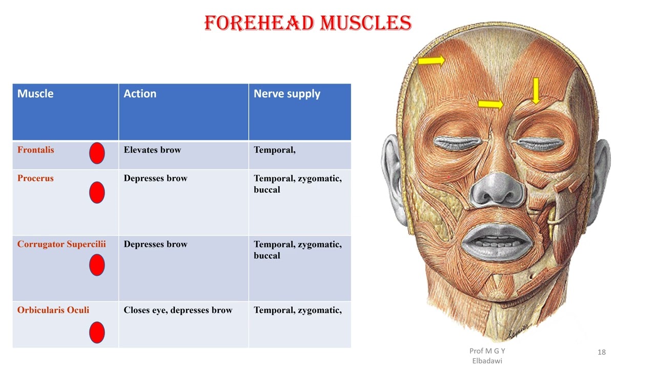 Frontalis Exercise Frontalis Muscle Nerve Supply