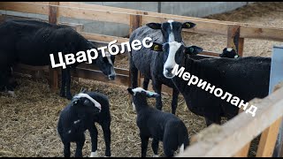 Цвартблесс или Мериноланд? Какую породу выбрать?