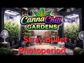 Stray Bullet by: Backdraft Genetics 1st day veg from solo cup