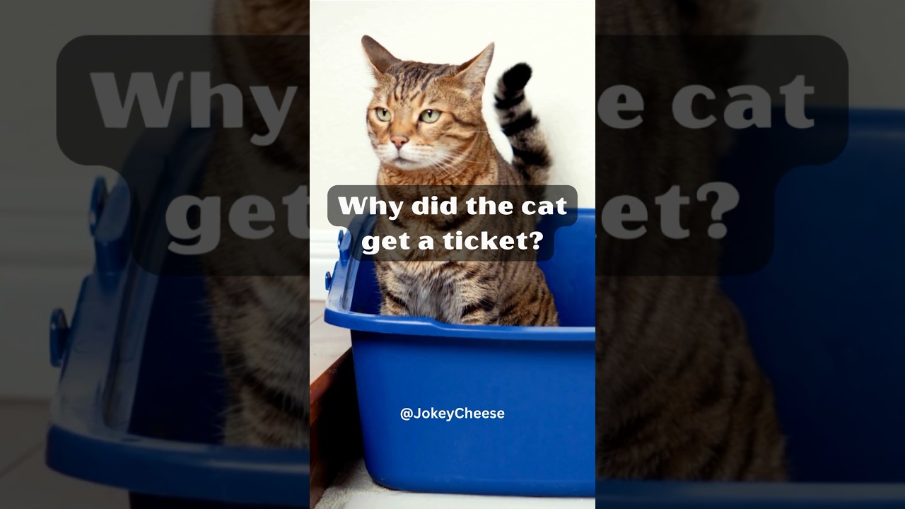 Why did the cat get a ticket? shorts YouTube