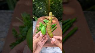 Raw Tamarind  Raw O Masala shorts food fruit masala tamarind