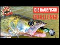 Die Veit Wilde Raubfisch Challenge - Barsch, Hecht und Zander an einem Tag
