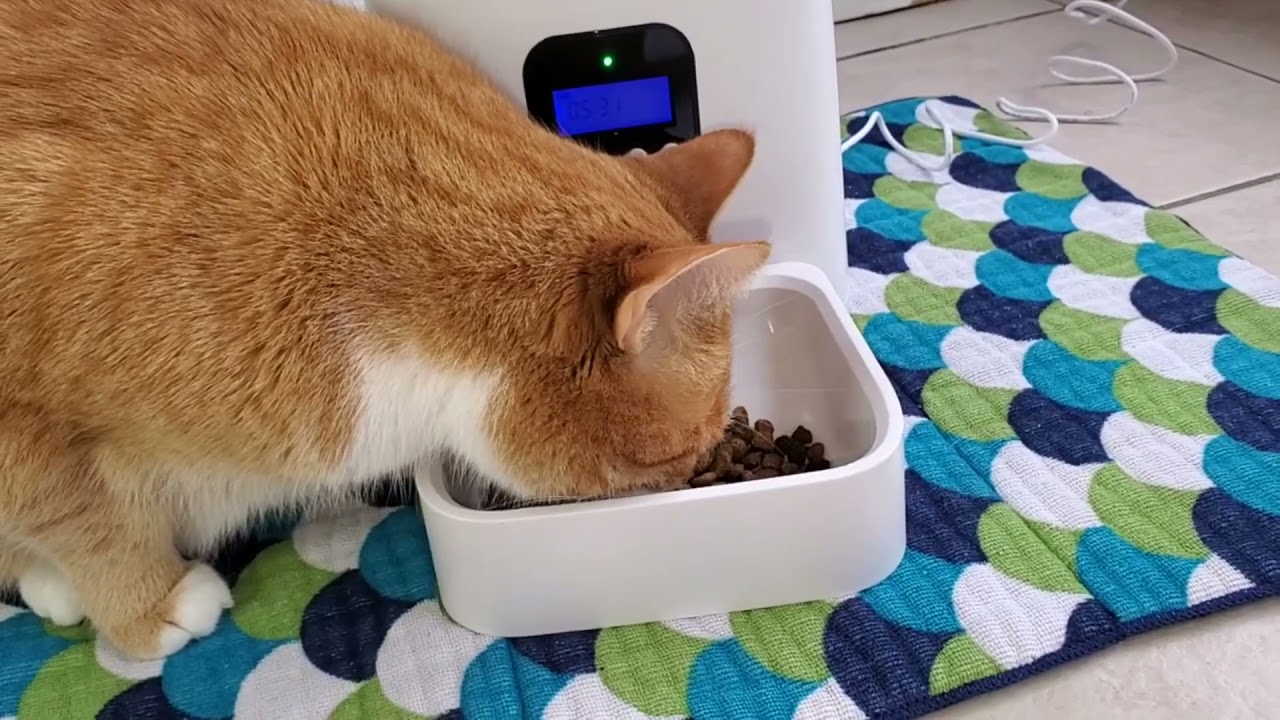 71 wopet automatic pet feeder 71 wopet automatic pet feeder