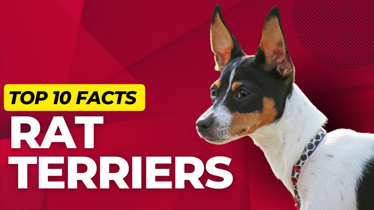 Rat Terrier Dogs 101: Top 10 Rat Terrier Facts