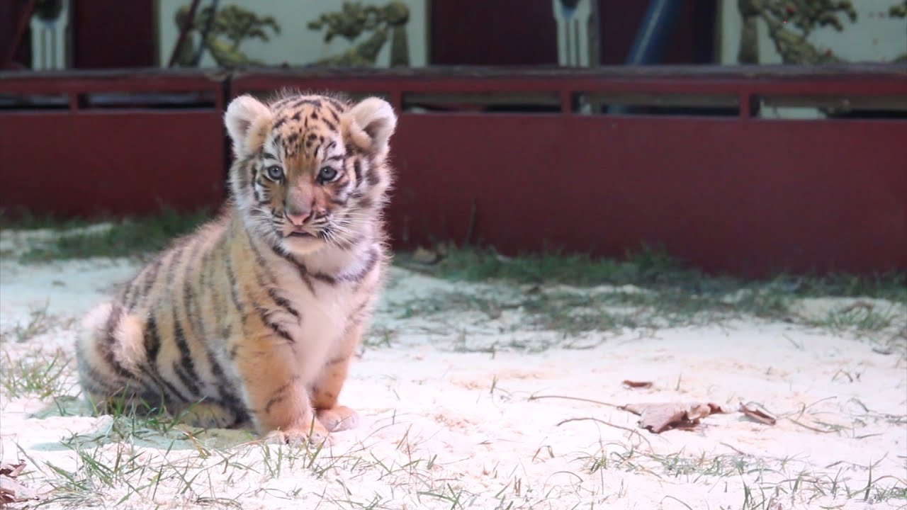 Jak se cvičí šelmy u cirkusu.