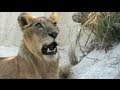 Lion vs black mamba 01 deadly venomous snake encounter with lion