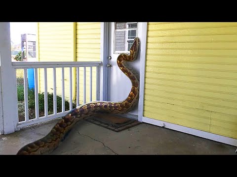 Video: Cap De șarpe Străin