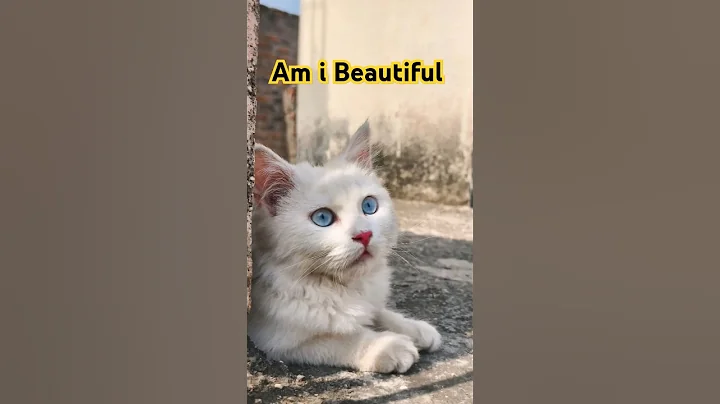 Watch the video about Am i Beautiful #Shorts #short #trending #cat #persiancat #catlover