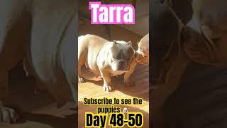 Pregnant exotic micro bully. Kobe and crown bloodlines #microbully #americanbully