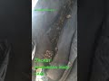 jacket fouraga thambada khoi mahum saramme