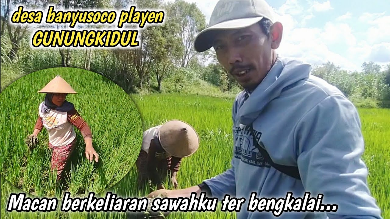 suasana dan aktivitas pagi di gunungkidul//matun sawah di desa ...
