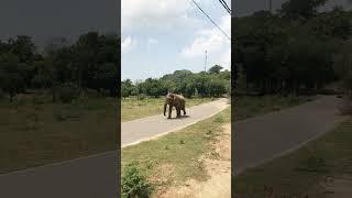 Elephants | Sithulpawwa