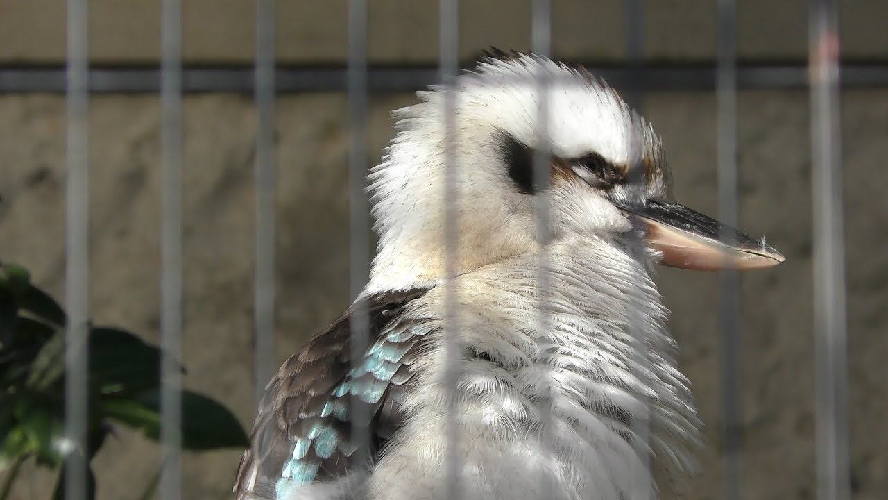 Laughing Kookaburra (Ueno Zoological Gardens, Tokyo, Japan