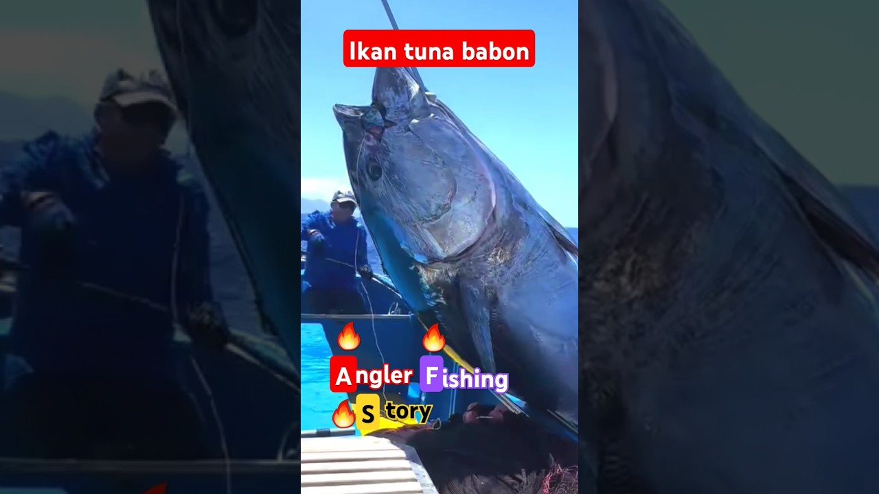 IKAN TUNA BABON‼️//@ANGLER fishing story
