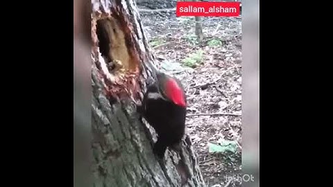 {هذا خلق الله فأروني ماذا خلق الذين من دونه}.سورة لقمان تلاوة رائعة جدا#حالات_واتس(هذا خلق الله)