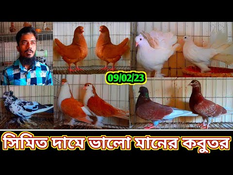সিমিত দামে ভালো মানের ফেন্সি কবুতর কিনুন রুবেল ভাইয়ের খামার থেকে কবুতর বিক্রি হবে