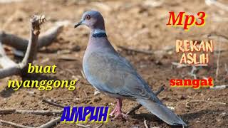 Suara burung puter Geni MP3 (1Jam Non stop)