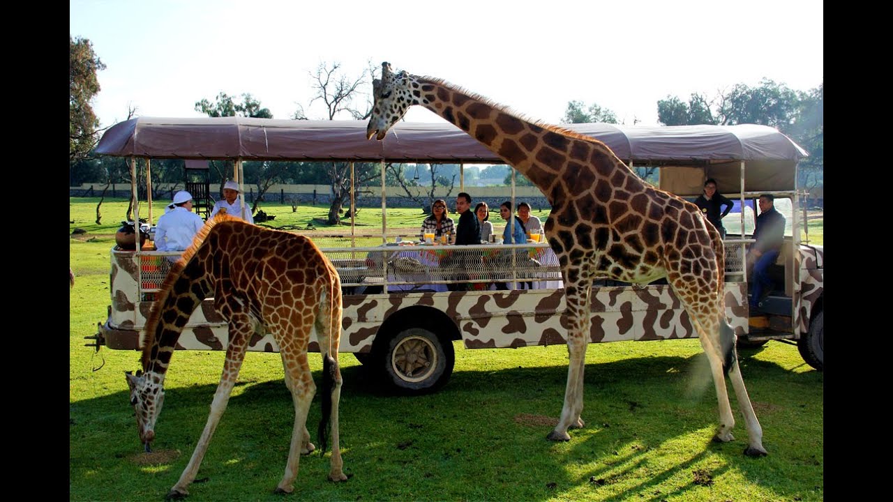 reino animal resumo DESAYUNO SAFARI MEXICO