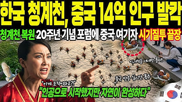한국 청계천 또 난리났다! 천연기념물 원앙 등장한 충격 영상, 중국 네티즌 열등감 폭발![해외감동사연]