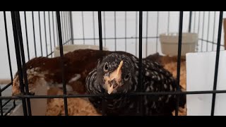 Part 6 of an Incomplete Guide to Chick Care: Dealing with feather picking/cannibalism; split brooder